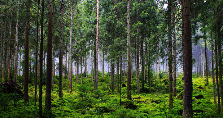 Das Foto zeigt einen üppig grünen Nadelwald.
