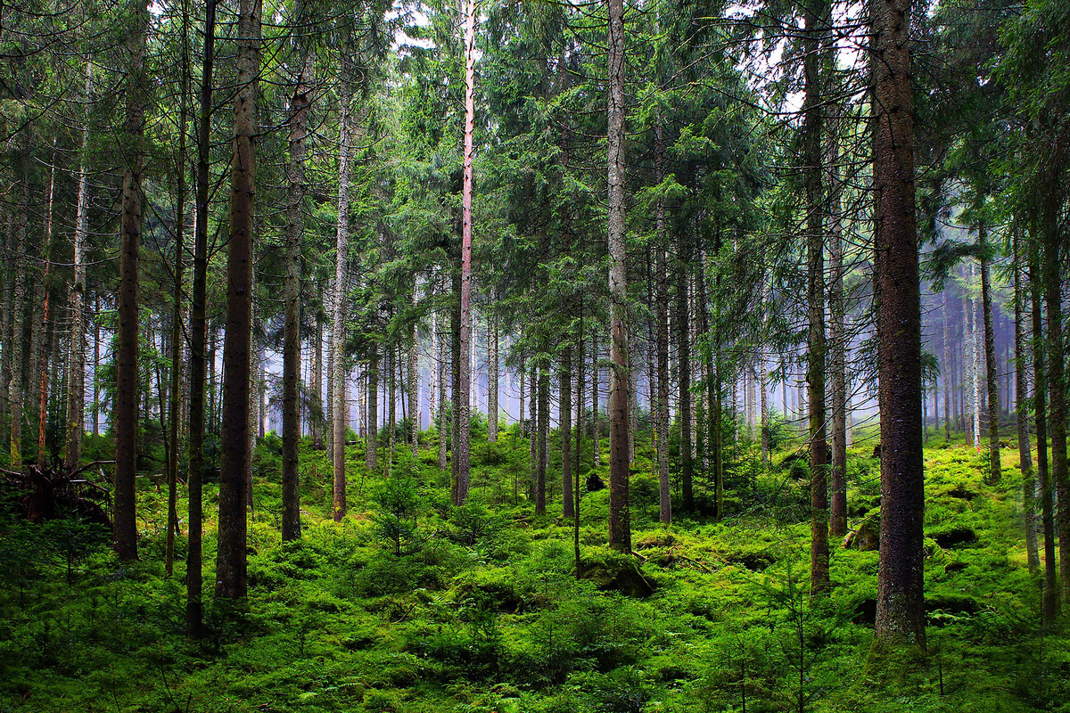 Das Foto zeigt einen üppig grünen Nadelwald.